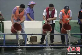 攻克小黄鱼规模化人工繁育难题 浙江象山流放30万尾鱼苗图片