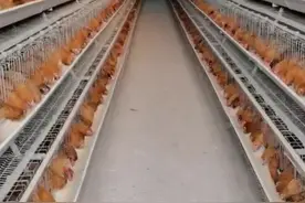 “禁抗令”实施 饲料生产企业和养殖户准备好了吗？图片