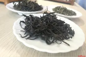 世界上最早的茶树品种，崇州枇杷茶启动申报中国重要农业文化遗产图片