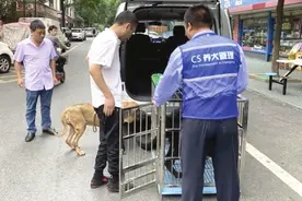 @铲屎官们，长沙集中整治不文明养犬，这些行为要注意，有人无证养狗被罚款1000元没收犬只图片