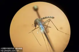 用驱蚊手环、驱蚊扣防叮咬？个子越高效果越差图片