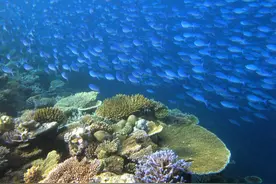 潜水“海底交规”多，海岛度假当心违法面临高额罚款图片