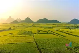 注意！有人被这种蚂蚁蜇后休克 险些丧命图片