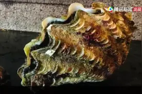 砗磲“禁令”之下，一大帮人还在疯狂把玩“砗磲手串”图片