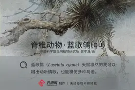「生物多样性百科」脊椎动物•蓝歌鸲：我是“情歌王子”，也能精通多种鸟语图片