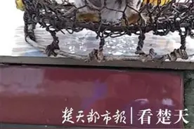猫头鹰雨中落难，被村民捡到后放生图片
