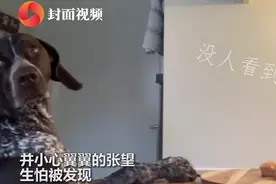 狗狗偷吃蛋糕前多次回头张望，模样逗笑众人图片