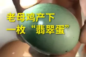 重庆5年老母鸡产下绿鸡蛋，真相揭秘令人大跌眼镜，网友：能吃吗图片