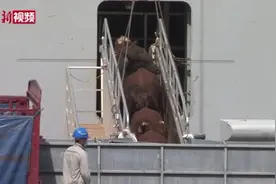 海南首批“零关税”澳大利亚进口活牛抵港视频封面