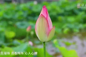 江西兴国：荷花次第开 乡村入画来视频封面