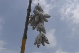 上海首次远洋自捕金枪鱼到港卸货 未来市民金枪鱼价格有望下降图片