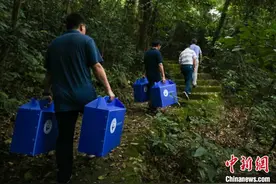 4只广东省鸟白鹇放归罗浮山图片