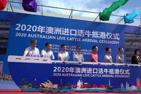 海南自贸港首批零关税进口澳大利亚活牛抵港视频封面