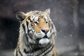 山林中遇到野生东北虎咋办？这份指南或许能帮到你图片
