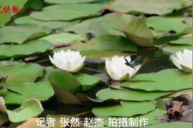 什么，这只“蝴蝶”竟然是蜻蜓？图片