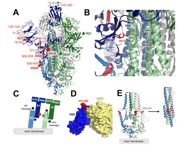 新冠D614G突变席卷全球：感染力超2.6倍，与毒性无关
