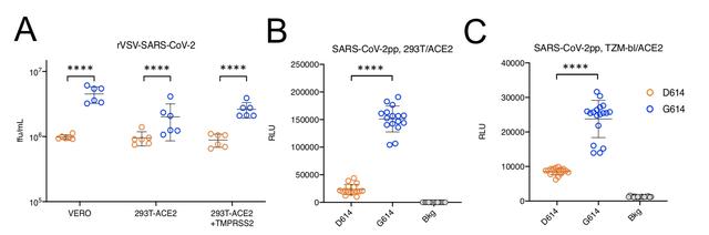 新冠D614G突变席卷全球：感染力超2.6倍，与毒性无关
