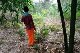 游客采挖竹笋，柳州村民私定“天价”罚款村规！纠纷频发，问题出在哪？图片