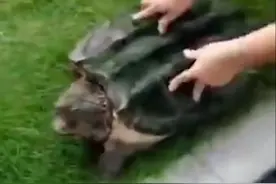 四川乐山岷江里发现一只44斤重鳄龟，部门：属外来物种，切不可放生图片