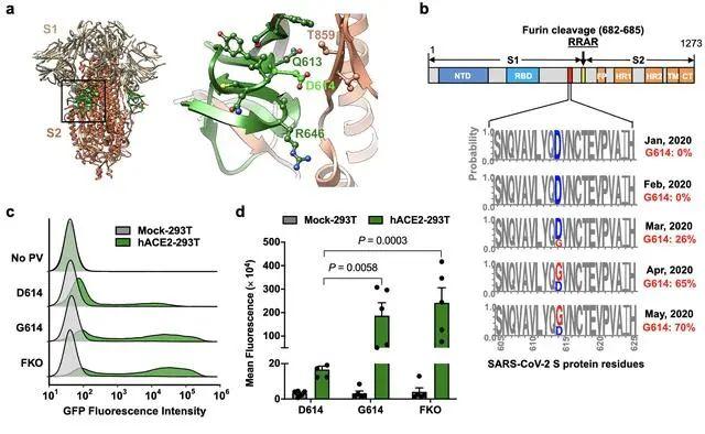 世卫组织：尚无证据表明D614G突变会导致更严重的病情