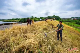江西湖口：强化排险 安全度汛图片