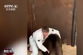 俄罗斯职业柔道选手与棕熊摔跤，被指虐待动物图片