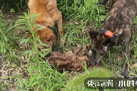 亲历狩猎野猪② | 10多头野猪冲进香榧林，600多株树被成片拱掉图片