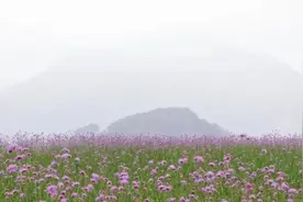 美成仙境！这些家门口的“普罗旺斯”，许你一场无法抗拒的紫色浪漫图片