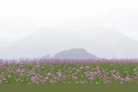 美成仙境！这些家门口的“普罗旺斯”，许你一场无法抗拒的紫色浪漫图片