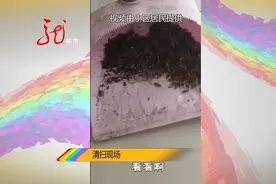 母女养了七、八条狗，深夜狗叫此起彼伏，屋里屋外蟑螂成群，邻居们寝食难安图片