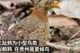 贵州山中“虎啸龙吟”版视频系网友剪辑，当地检察院提前介入图片