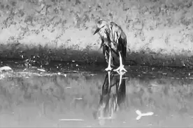 东直门桥下一夜鹭幼鸟受伤，市民拨打救助电话并守护其3小时图片