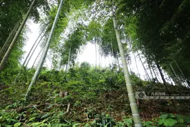 金秀共和村"靠山吃山"发展林下瑶药种植助力脱贫图片