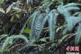 广东多方接力救治 中华穿山甲康复后回归野外图片