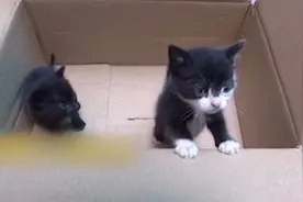 买衣服“赠猫”？男子拆快递发现两只小黑猫视频封面