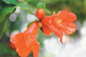 峄城榴花红胜火图片