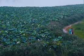小暑时节 为何农村更凉快图片