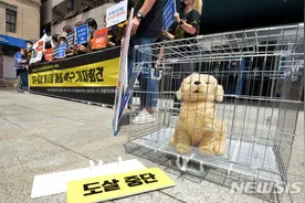 韩国最后一条"狗肉街"迎来旺季 动保人士愤怒抗议：关了图片