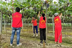 火速志愿队帮65岁阿婆义卖葡萄 等钱到位就去治另一条腿图片