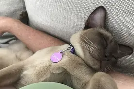 奇迹！澳一宠物猫躲进洗衣机打盹 被清洗12分钟后存活图片