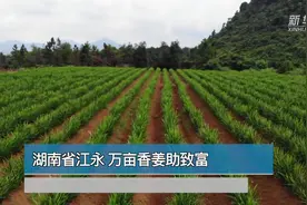 世界那么大丨湖南省江永 万亩香姜助致富视频封面