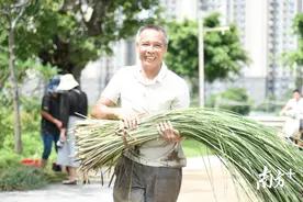 斩不断沙田莞草情结，年近七旬“重操旧业”图片