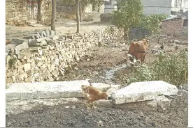 濯村让美丽环境变成美丽经济 五龙河水清，“濯”出樱满枝图片