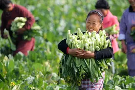 每日一词∣脱贫攻坚普查 poverty relief census图片