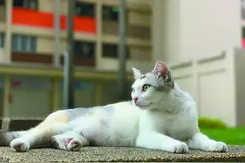 走遍世界去看猫图片