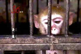 哈尔滨一小区来了一只小猴子，到处敲窗户要吃的！有家不回，它玩野了图片