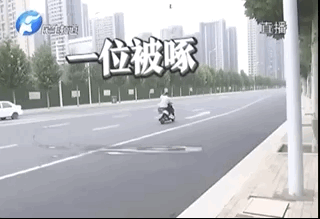 郑州街头现愤怒的小鸟，只啄黑衣男子！啥来头图片
