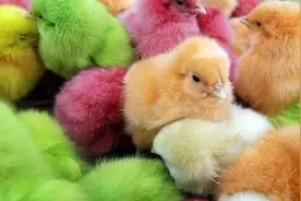 被染成五颜六色的小鸡、被染成熊猫的小狗、被染成鹦鹉的麻雀……这些小动物们正遭遇生命不能承受之痛图片