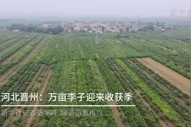 河北晋州：万亩李子迎来收获季视频封面