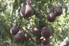 河北肃宁：让农村青年人才成为乡村振兴主力军